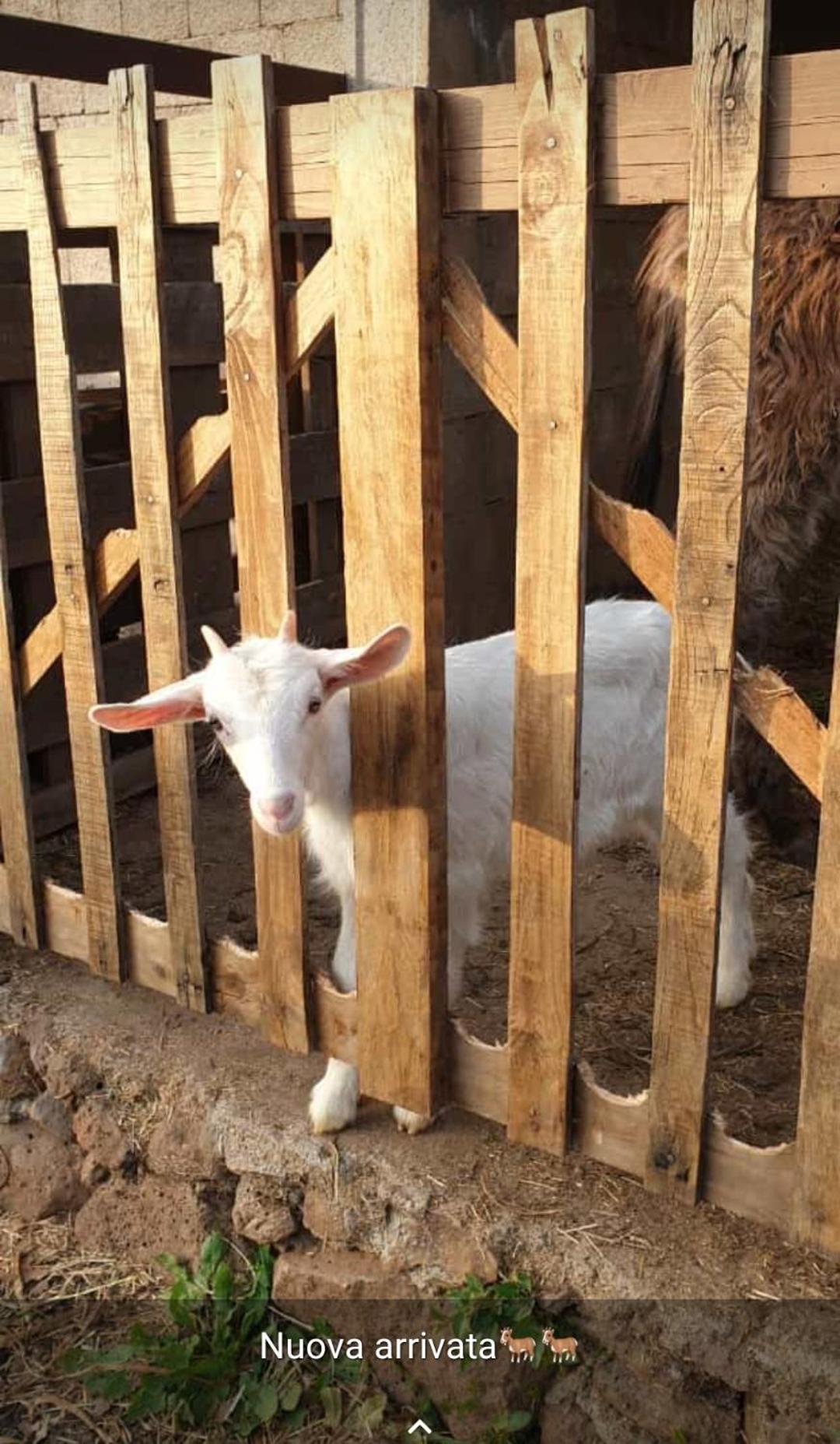 Azienda Agricola Affittacamere S'Ispinalba Di Laura Pitzolu Borore Esterno foto