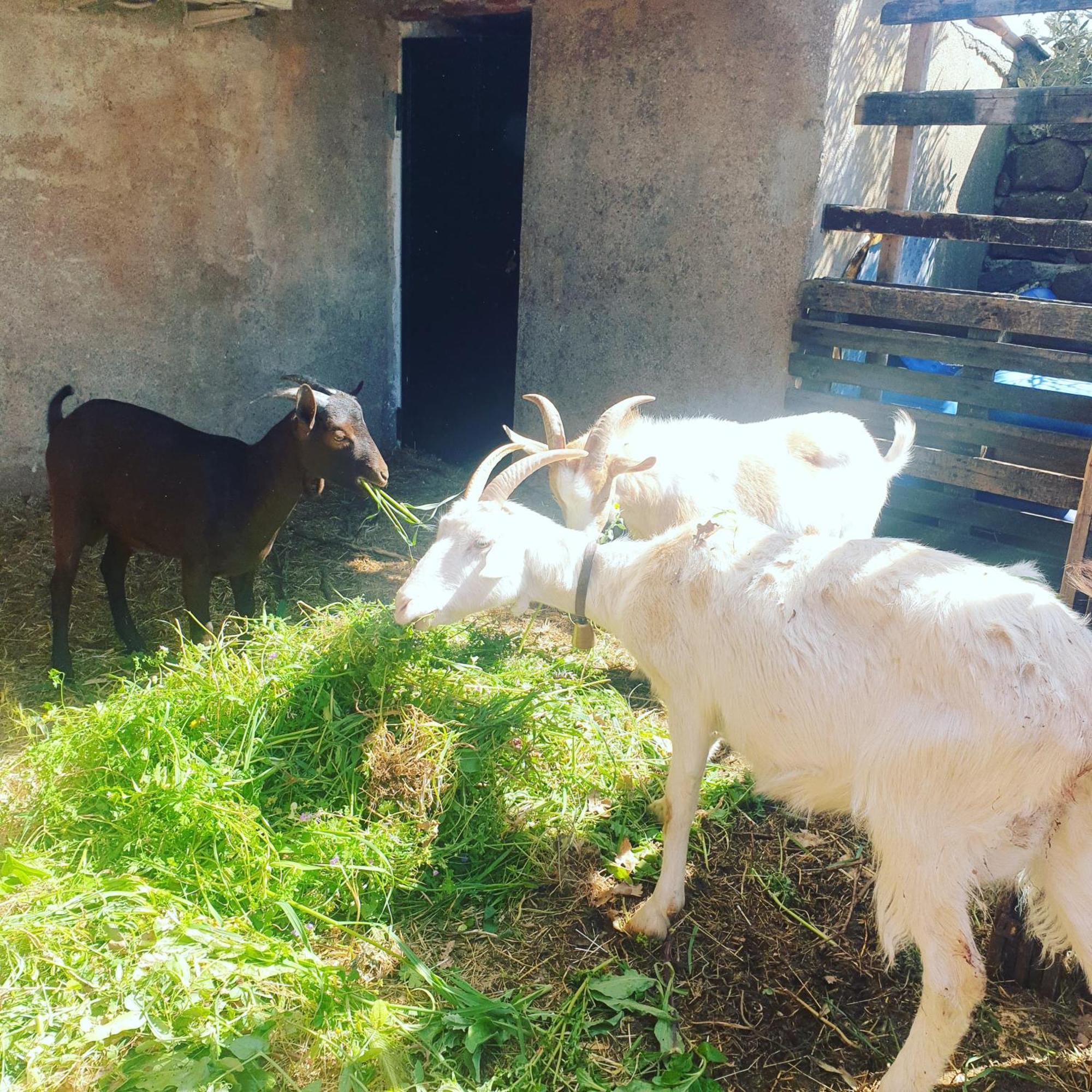 Azienda Agricola Affittacamere S'Ispinalba Di Laura Pitzolu Borore Esterno foto